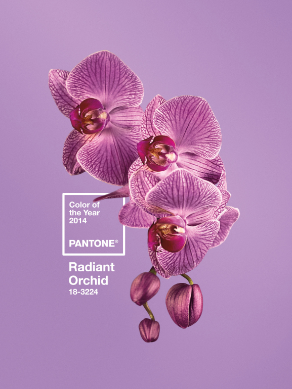 pantone color orchid