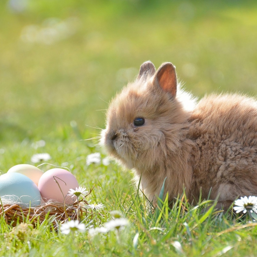 Fluffy brown bunny next to a nest with pastel-colored Easter eggs in the grass.