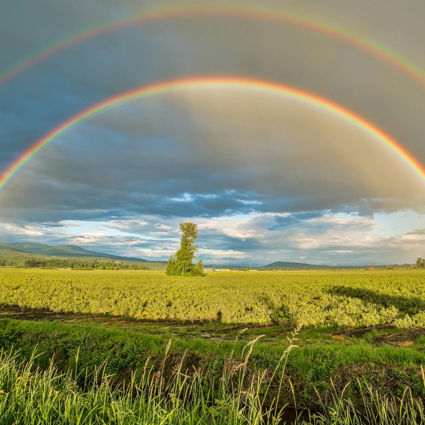 A vibrant double rainbow arches over a wide green field with a single tree standing in the center.