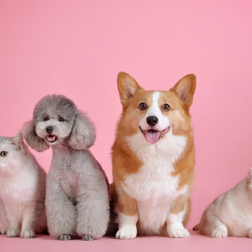 Two cats and two dogs sitting against a pink background.