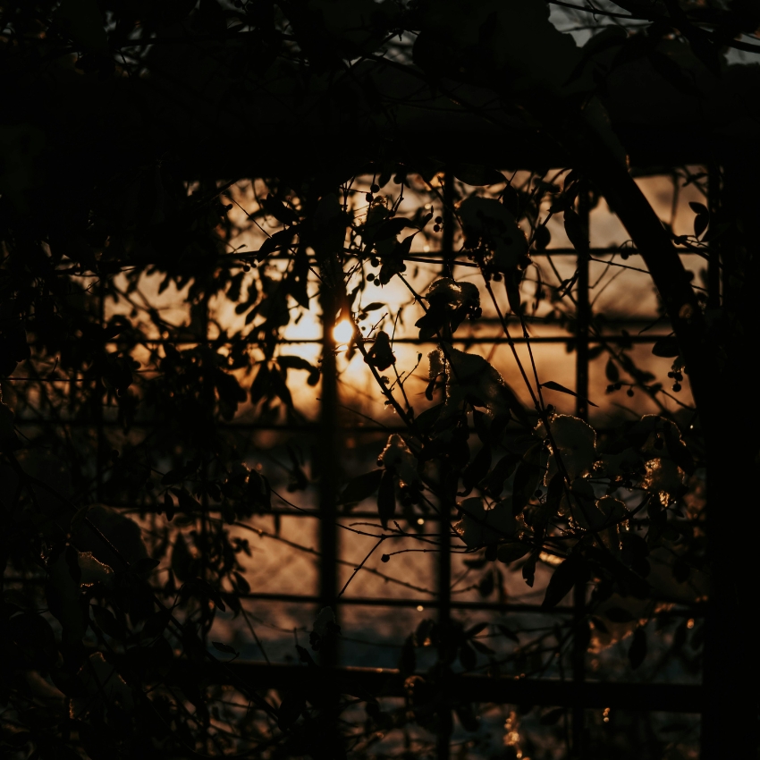 Sunlight shining through a fence and dense foliage.