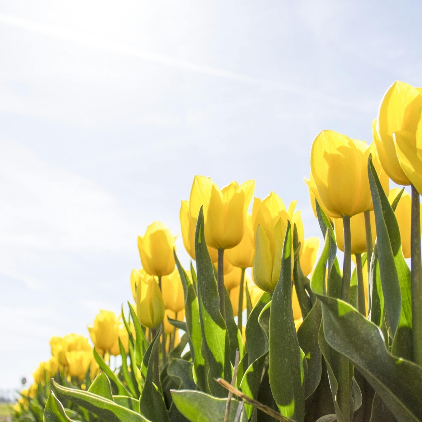 Yellow tulips in full bloom with green leaves and a bright blue sky in the background.