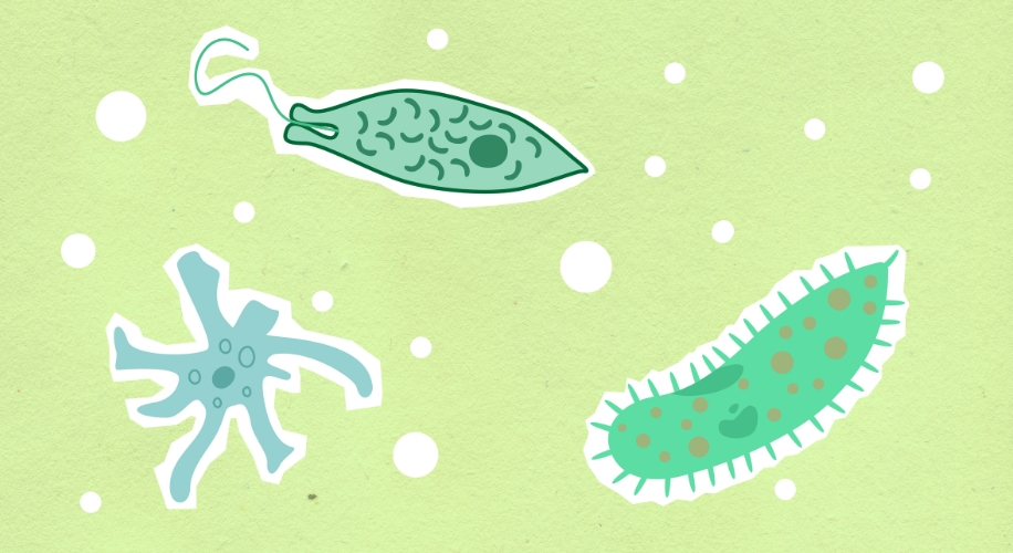 Three green cartoon microbes with different shapes on a light green background with white dots.