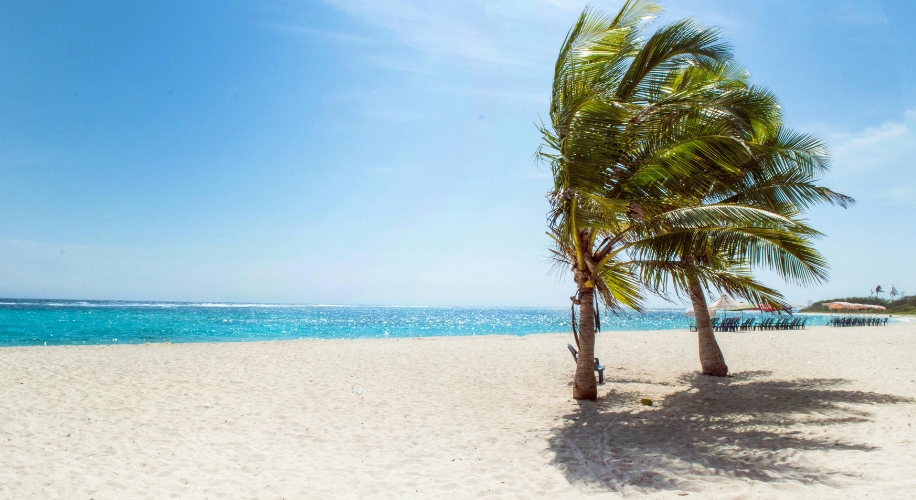 Palm trees on a sunny beach with clear blue water.