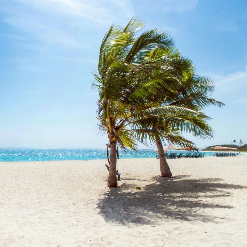 Palm trees on a sandy beach with a calm blue ocean in the background.