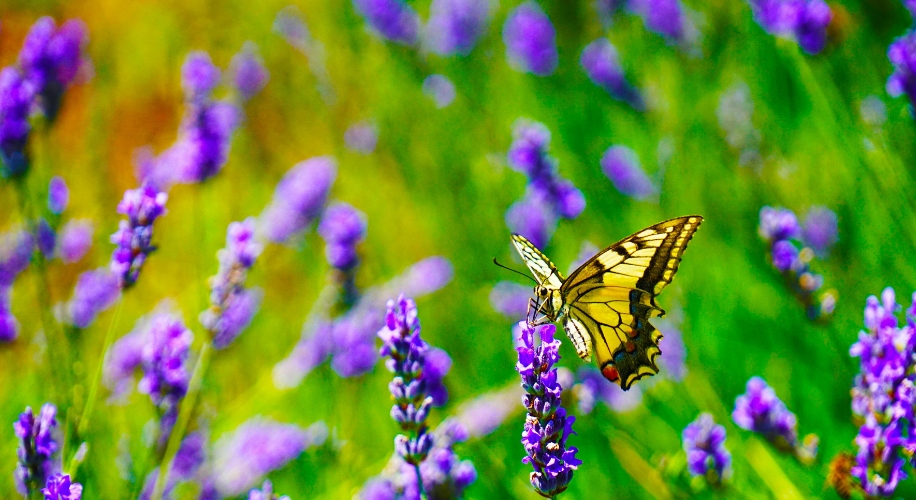 Swallowtail butterfly perched on a purple lavender flower with a blurred background of more lavender blooms.