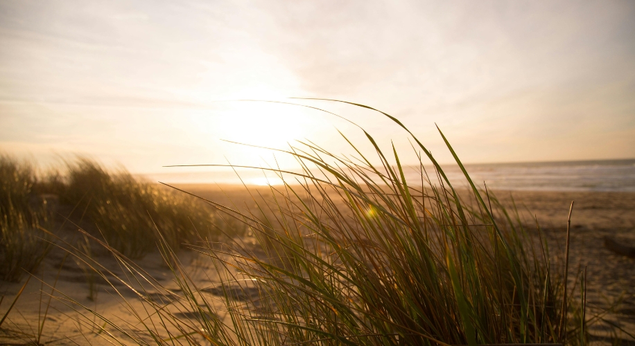 Sunset over a sandy beach with tall grass in the foreground.