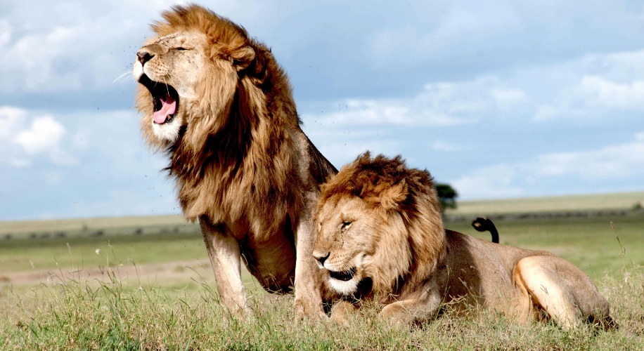 Two male lions resting on grass, one yawning and the other lying down in a savannah landscape.