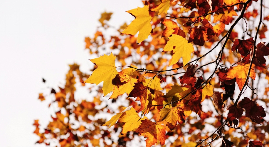 Autumn leaves with yellow and orange colors on tree branches.