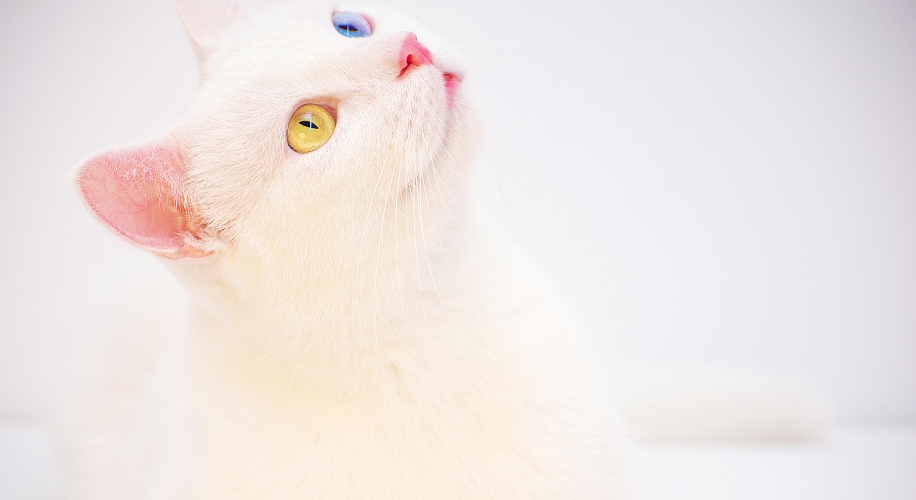 White cat with heterochromia, one blue eye and one yellow eye, looking up.