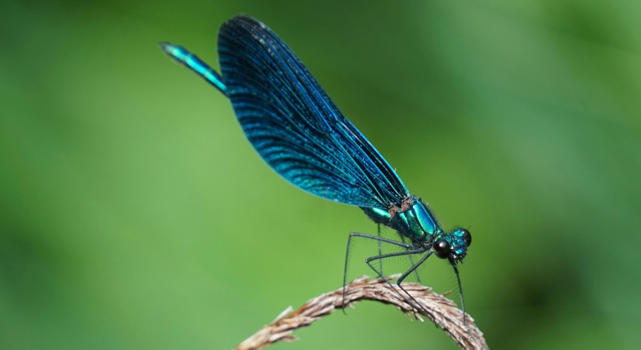 Close-up of a blue dragonfly perched on a stick.