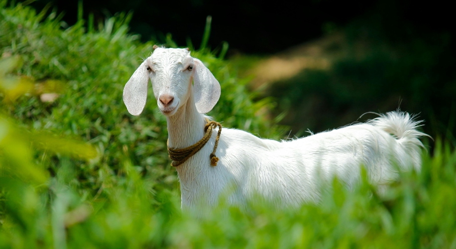 White goat standing in grassy area, slightly facing right. It has short, curved ears and a rope around its neck.