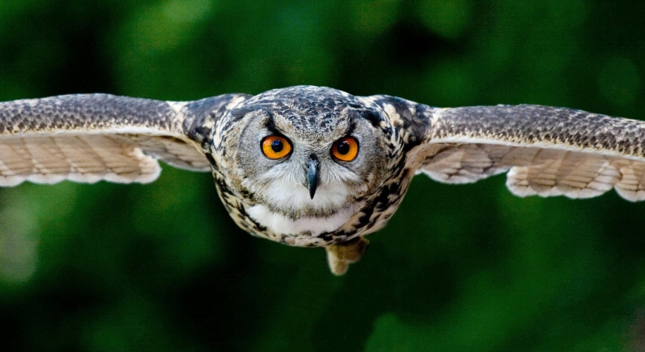 A flying owl with orange eyes and outstretched wings against a blurred green background.