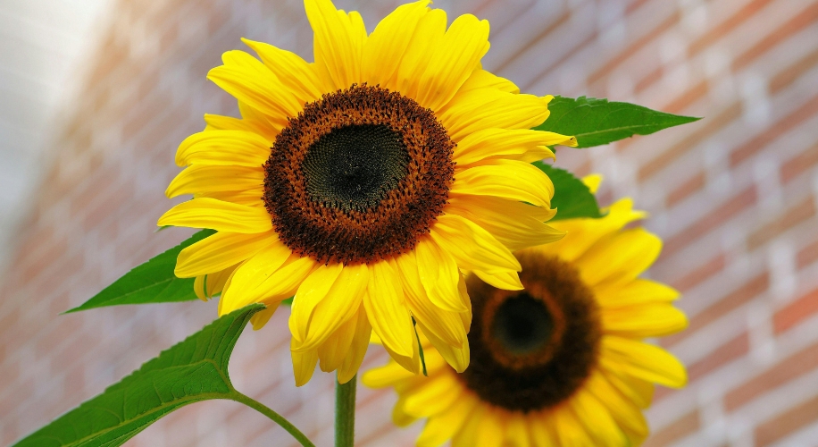 Two vibrant yellow sunflowers with dark centers and green leaves.