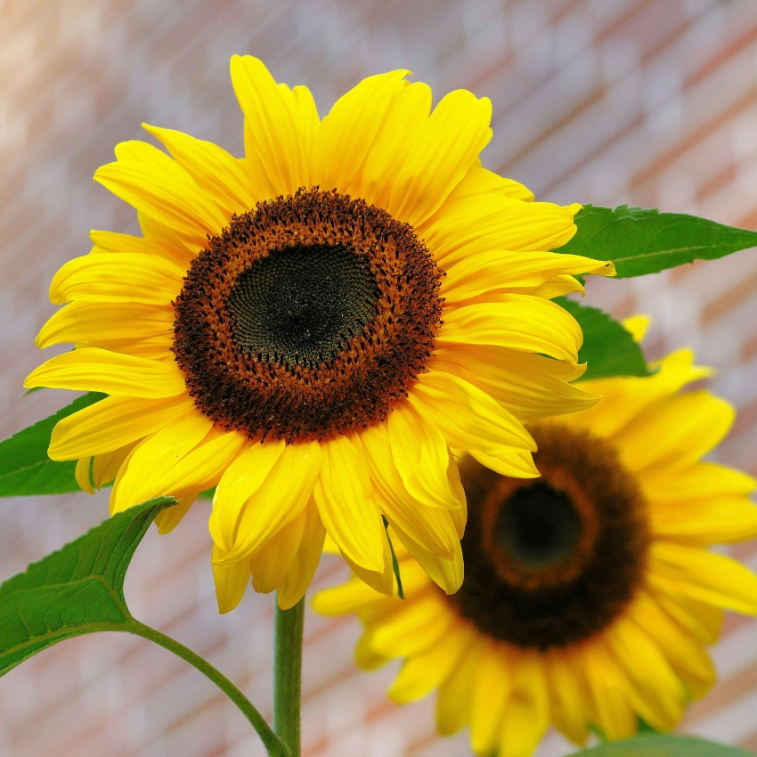 Bright yellow sunflower with a dark brown center and green leaves. A second sunflower is slightly blurred in the background.