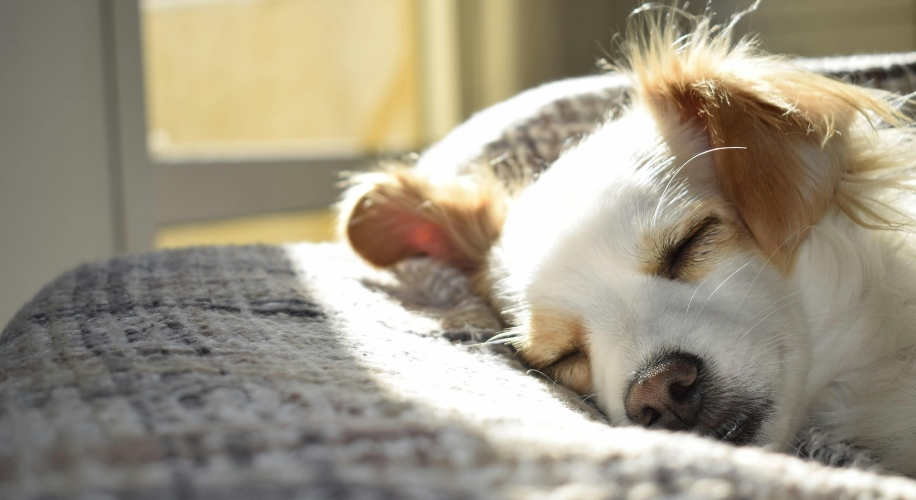 Small dog with brown ears sleeping peacefully on a soft blanket.