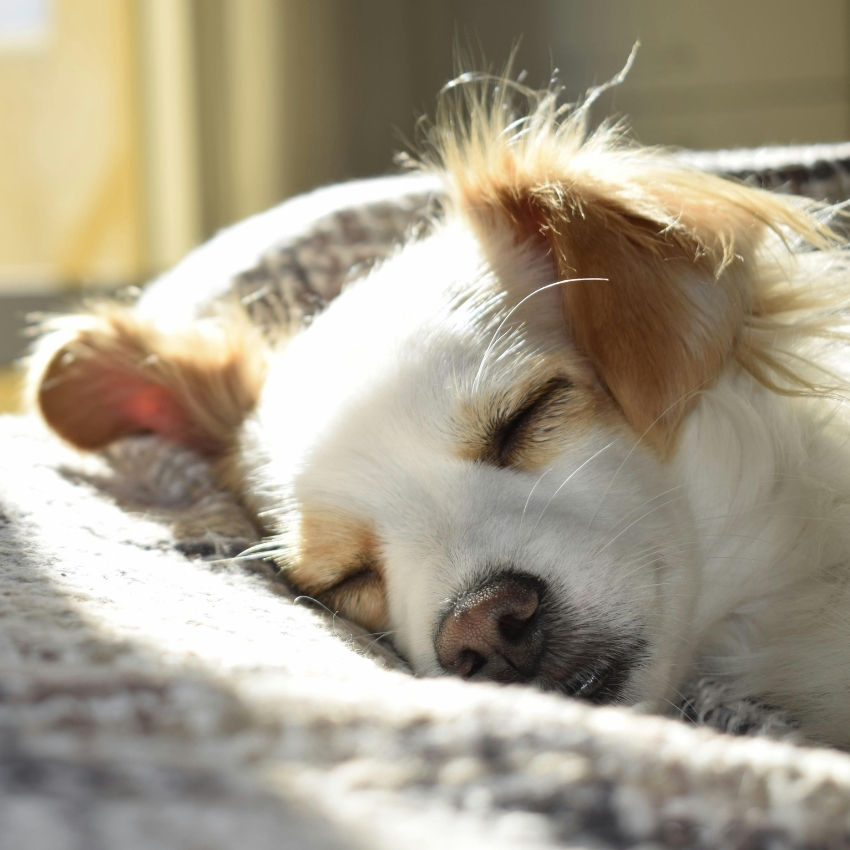 Dog with white and brown fur sleeping on a patterned blanket.