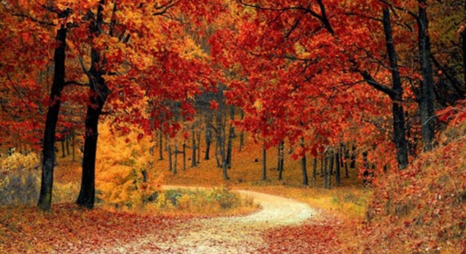 Pathway winding through a forest with vibrant red and orange autumn foliage.