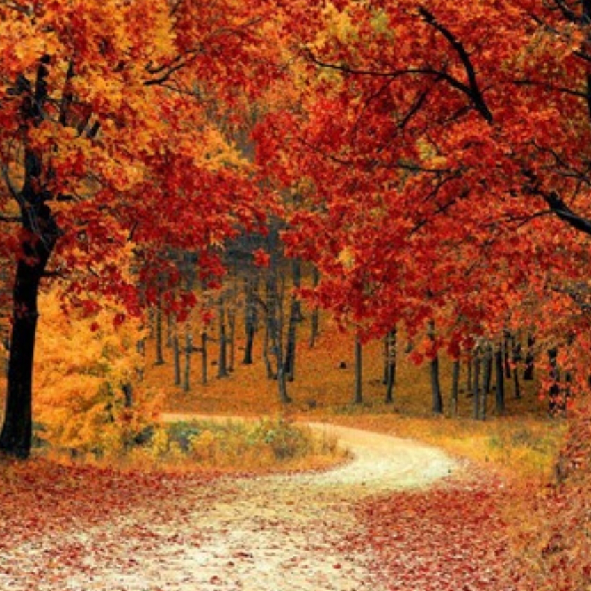 Winding path through a forest with vibrant red and orange autumn leaves on trees and ground.