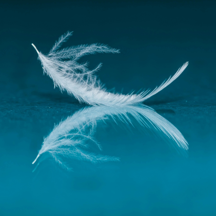 White feather with soft textures, delicately floating on a reflective blue surface.