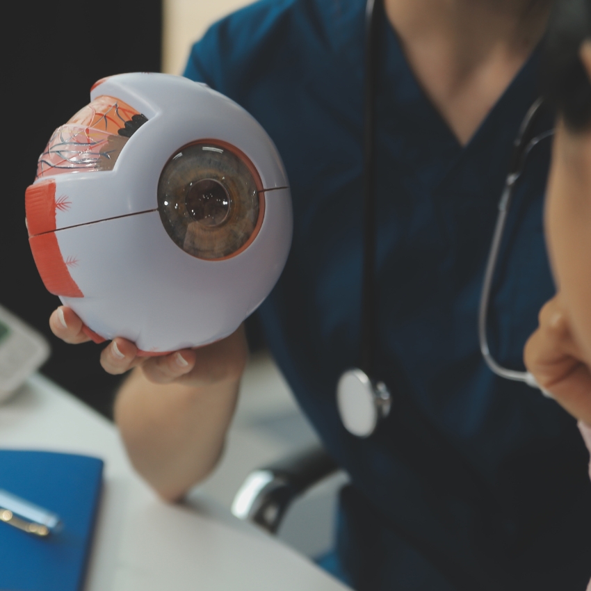 A person holding an anatomical model of a human eye, displaying its internal structures.