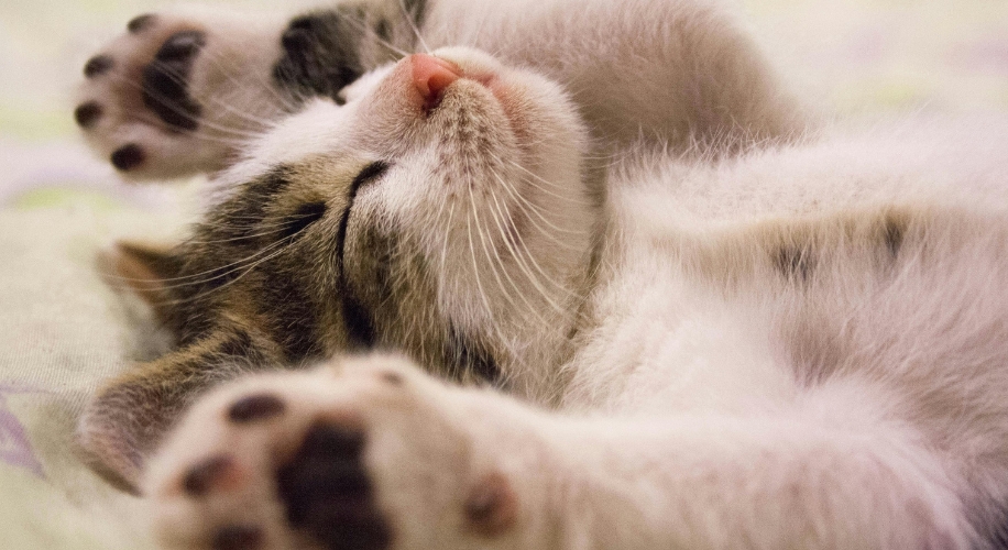 Sleeping kitten with paws outstretched, showing pink nose and closed eyes.