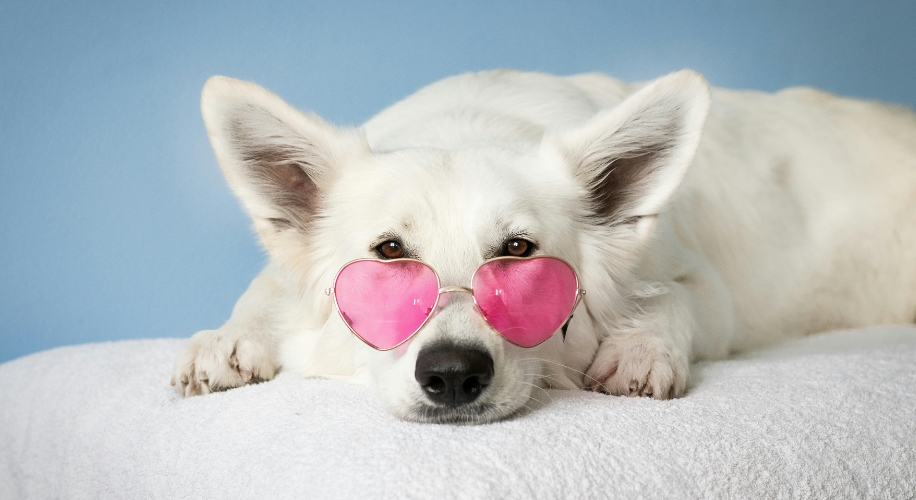 White dog wearing pink heart-shaped sunglasses laying on a white blanket.