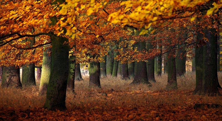 Autumn forest with tall trees, yellow and orange leaves, and a ground covered in dry leaves.