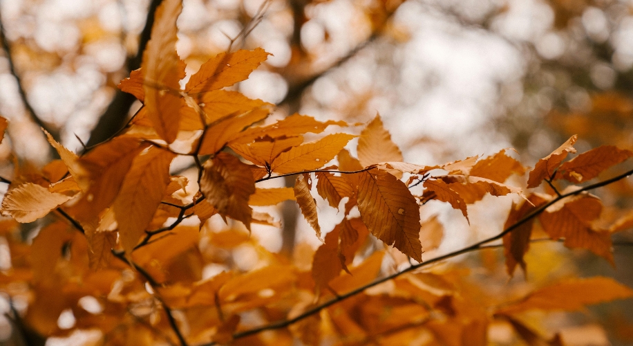 Autumn leaves in shades of orange and gold on tree branches.