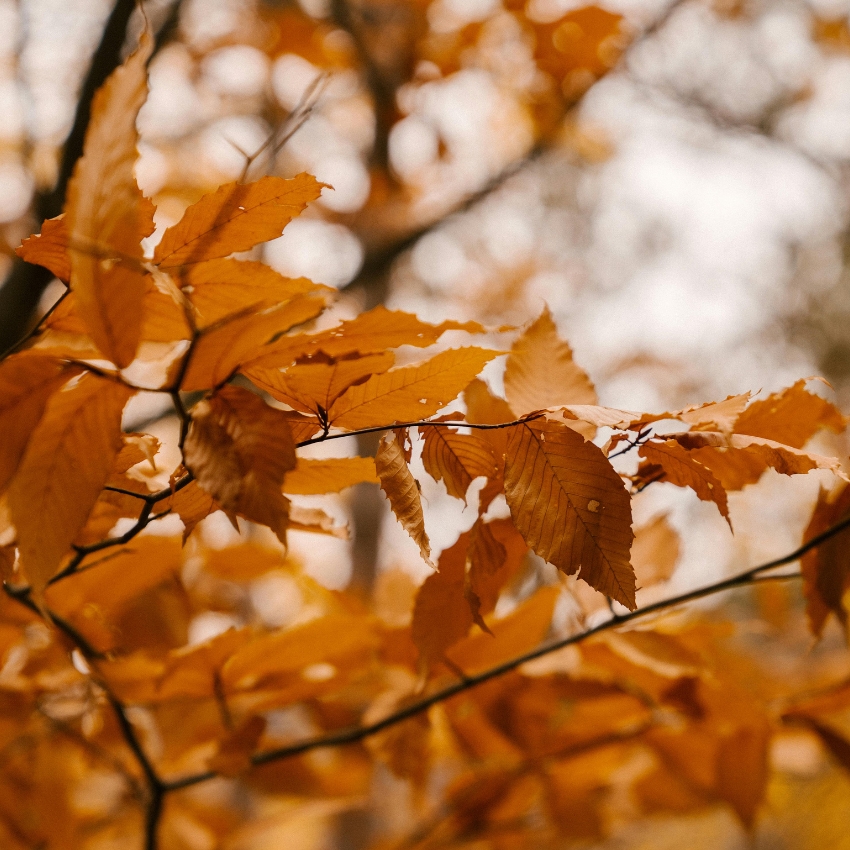 Close-up of autumn leaves on a branch with vibrant orange and yellow colors.