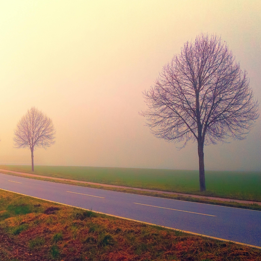 Foggy roadside scene with two leafless trees and a single-lane road stretching into the distance.