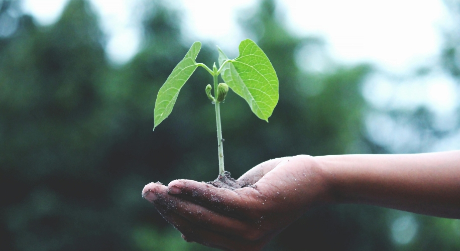 Hand holding a small plant with green leaves and soil.