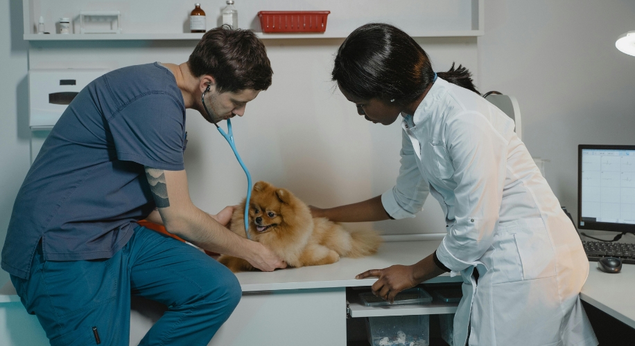 Veterinarian and assistant examining a small dog on a table.