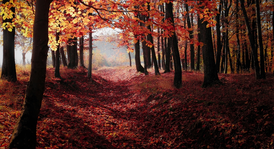 Forest with vibrant autumn leaves and sunlight streaming through the trees.