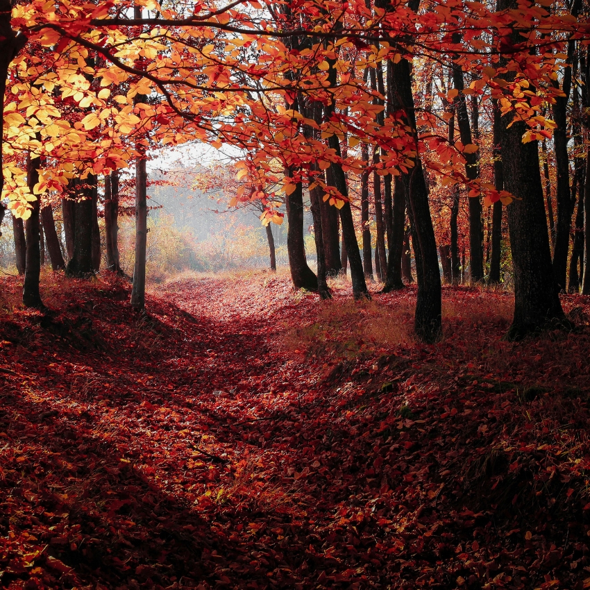 Autumn forest with sunlit orange and red leaves on trees and ground.