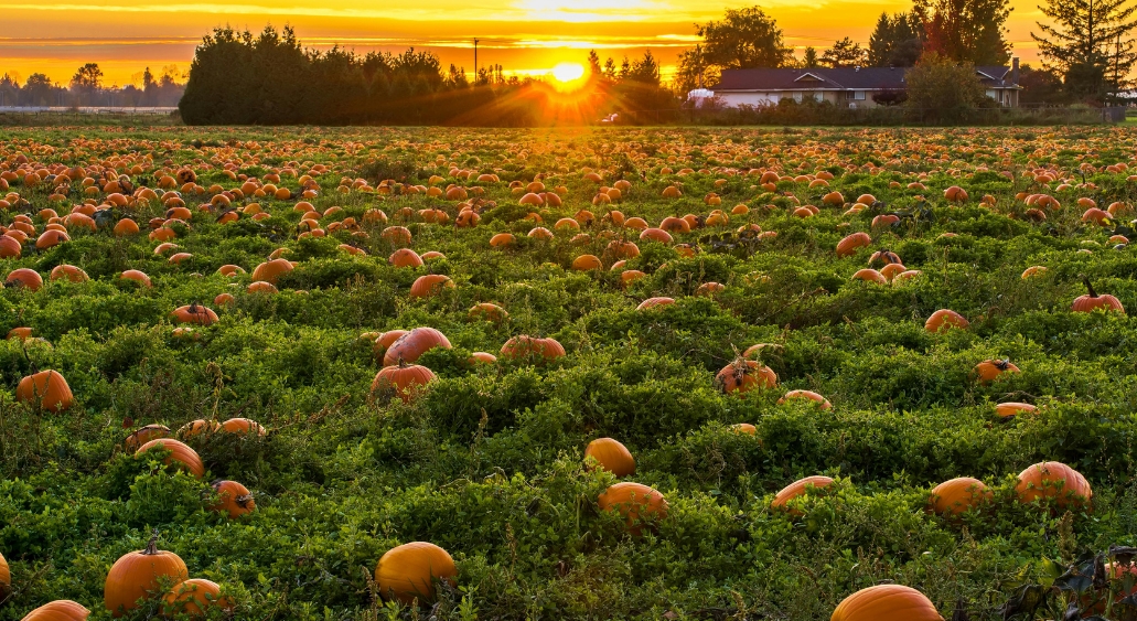 Pumpkins scattered across a lush green field at sunset.