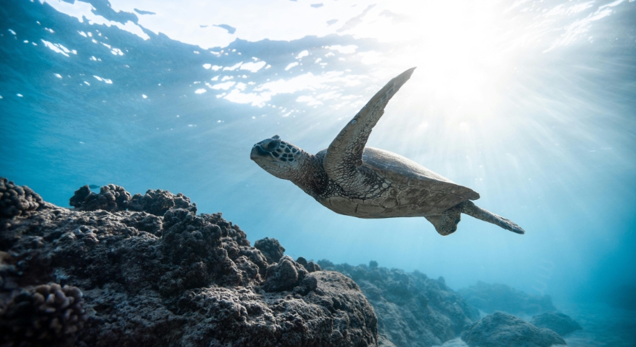 Sea turtle swimming underwater, illuminated by sunlight.