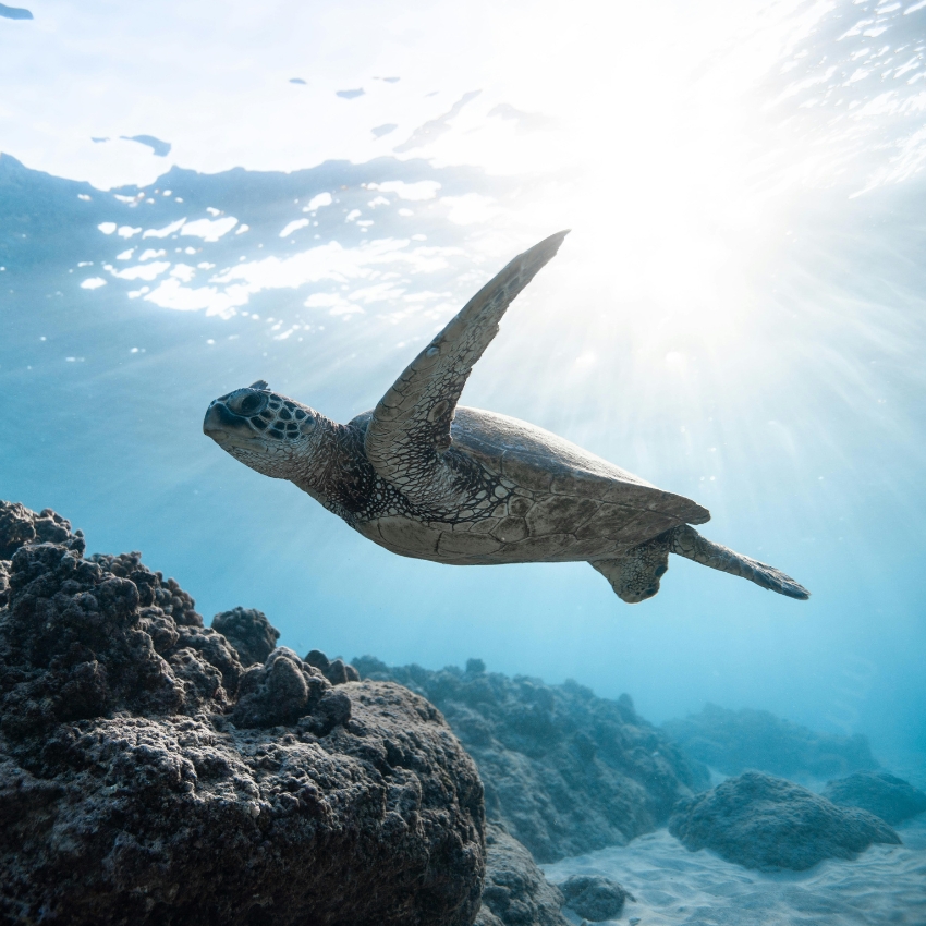 Sea turtle swimming underwater above coral.